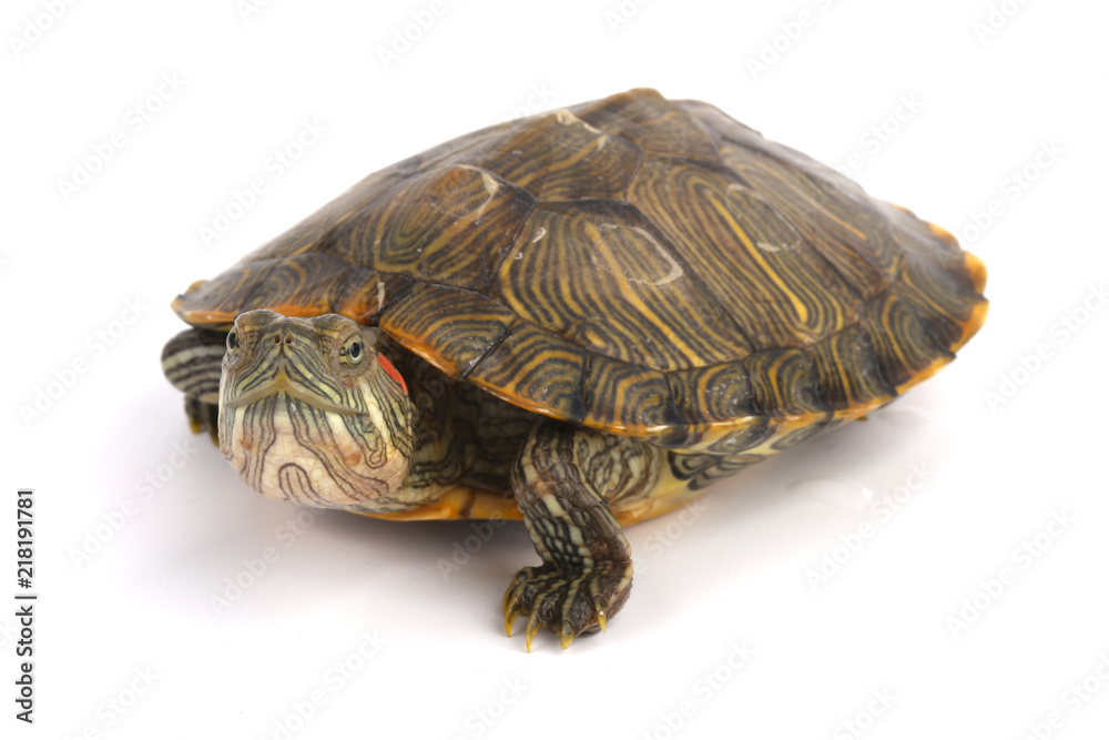 Trachemys Scripta Elegans On White Trachemys Scripta Elegans On White