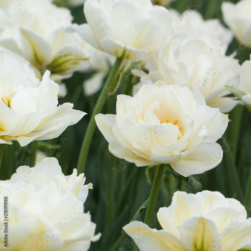 fluffy beautiful white tulips similar to peony blossom in a summer field or in a park