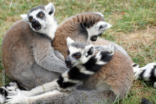 Lemuren Affen in Gefangenschaft im Zoo © zeralein