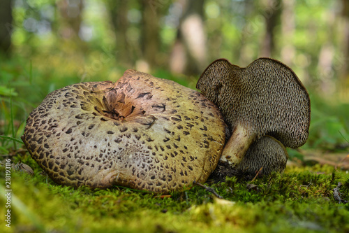 sarcodon imbricatus mushroom photo