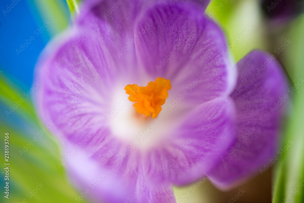 CROCUS