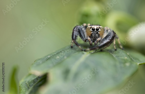 Thyene imperialis or jumping spider on green leaf