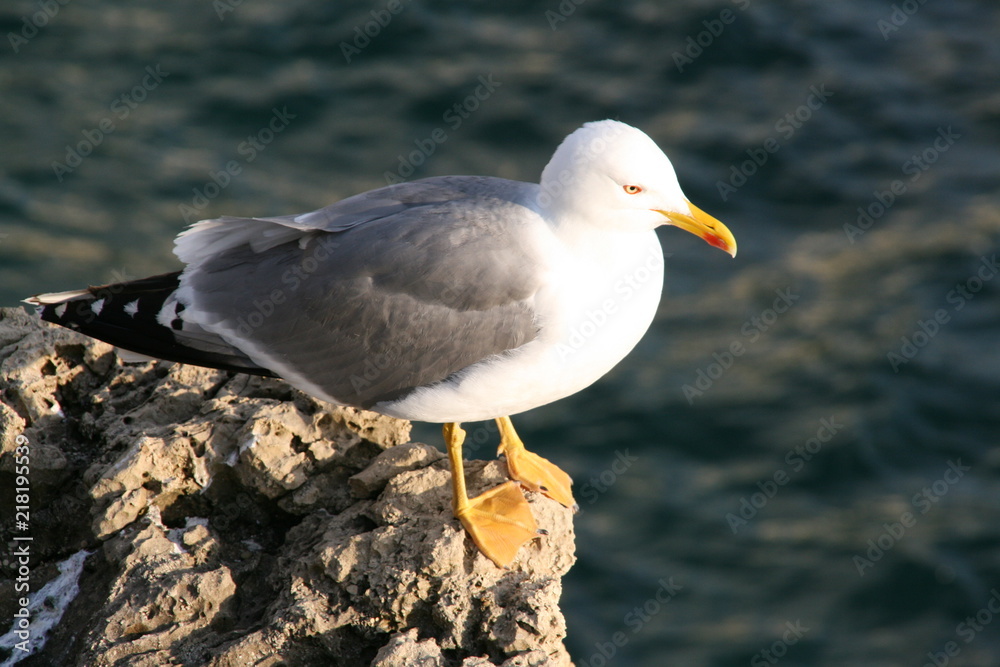 Obraz premium Gaviota