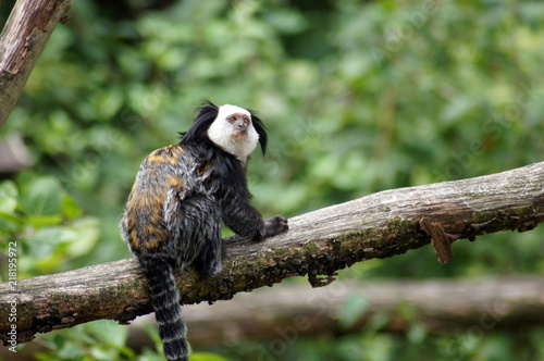 Lisztäffchen in Gefangenschaft im Zoo