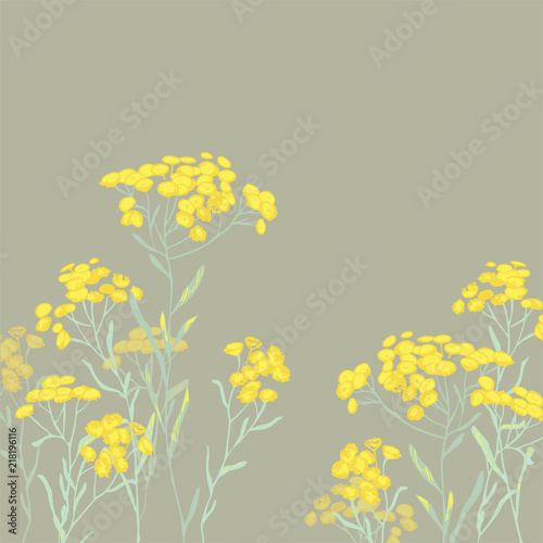 Helichrysum arenarium. Medicinal plant. Steppe grass.Botanical illustration. Yellow flowers.sandless immortelle.
 photo