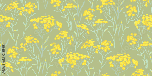 Helichrysum arenarium. Medicinal plant. Steppe grass.Botanical illustration. Yellow flowers.sandless immortelle.
