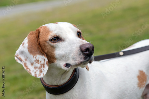 Portrait of an istrian shorthaired hound photo