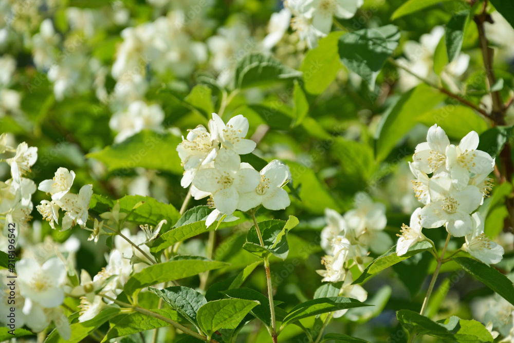 mock orange, jasmine, Jasmin, flower, spring, nature, blossom, white, tree, green, plant, garden, branch, flowers, bloom, apple, beauty, leaf, macro, cherry, blooming, summer, petal, close-up, flora mock orange, jasmine, Jasmin, flower, spring, nature, blossom, white, tree, green, plant, garden, branch, flowers, bloom, apple, beauty, leaf, macro, cherry, blooming, summer, petal, close-up, flora