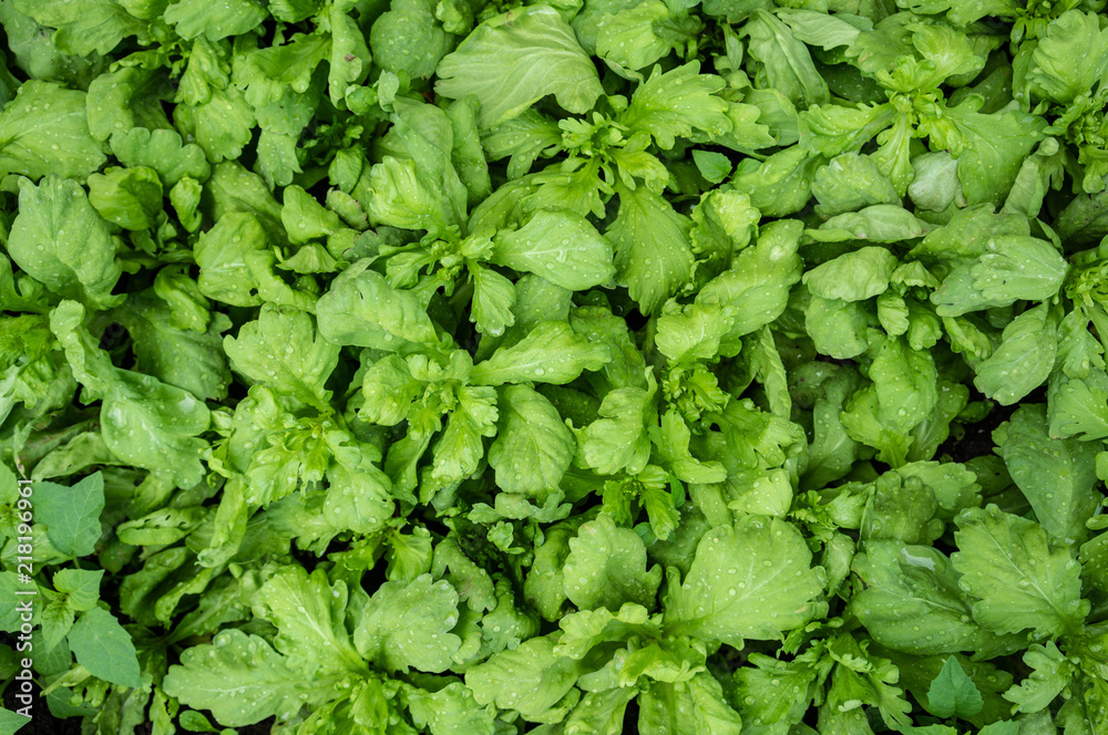 Growing lettuce green plantation background