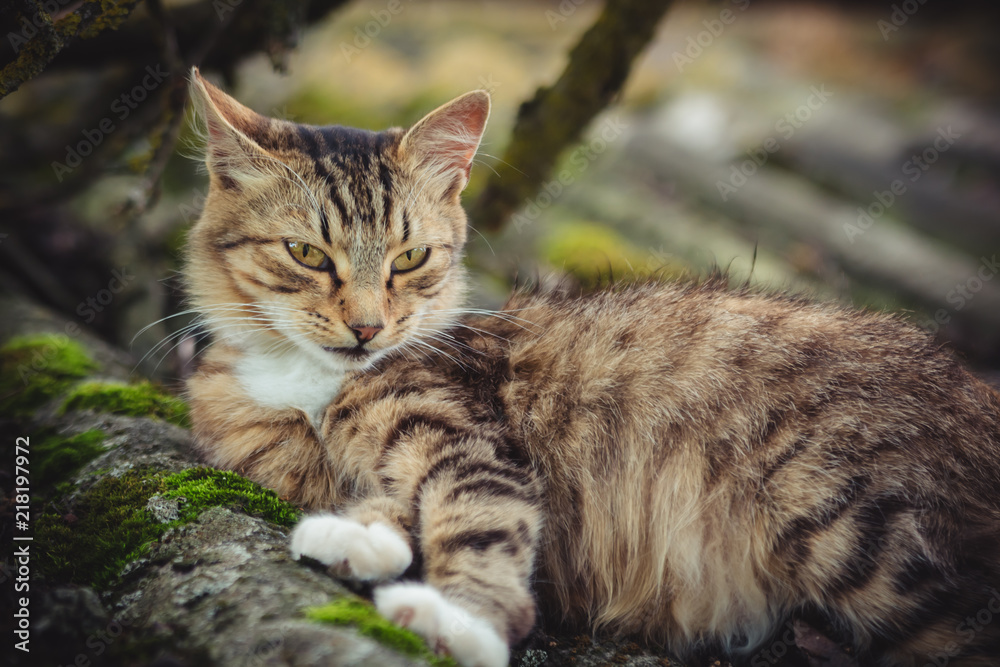 A colored tabby cat with an arrogant gaze rests on an old roof covered with moss A colored tabby cat with an arrogant gaze rests on an old roof covered with moss