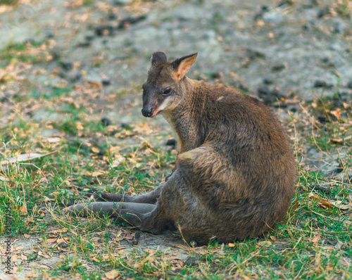 One red legged pademelon photo