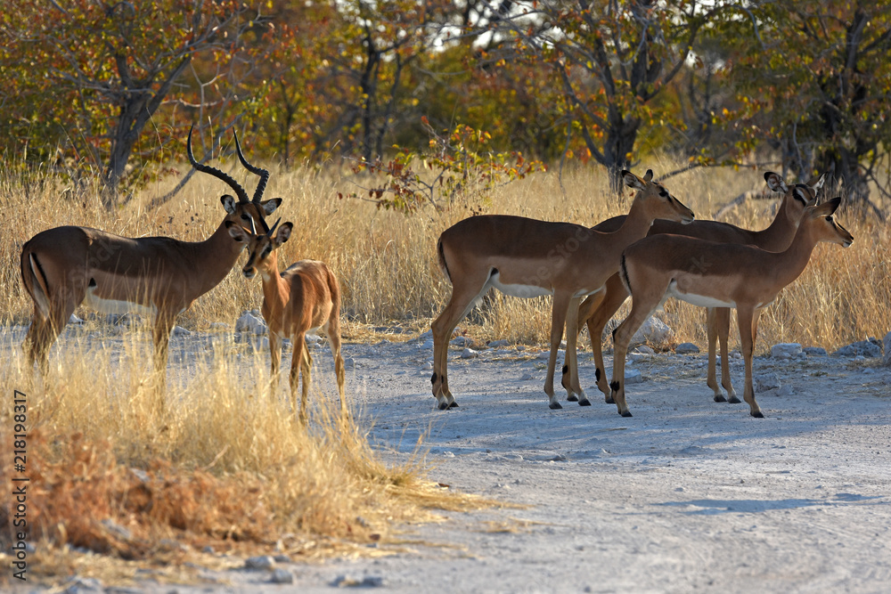 Schwarznasen-Impalas (Aepyceros melampus petersi) im Etosha Nationalpark (Namibia) Schwarznasen-Impalas (Aepyceros melampus petersi) im Etosha Nationalpark (Namibia)