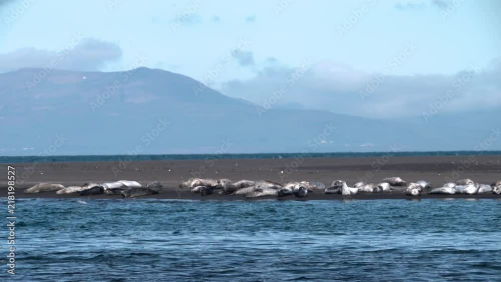 Seals jumping and swimming in ocean estuary, Iceland sunny day.mov Seals jumping and swimming in ocean estuary, Iceland sunny day.mov