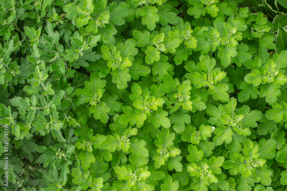 Image of Foliage Image of Foliage