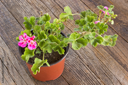 Fototapeta Naklejka Na Ścianę i Meble -  Geranium pelargonium flower in pot on wooden background