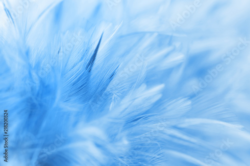 Wallpaper Mural Blue chicken feathers in soft and blur style for background Torontodigital.ca