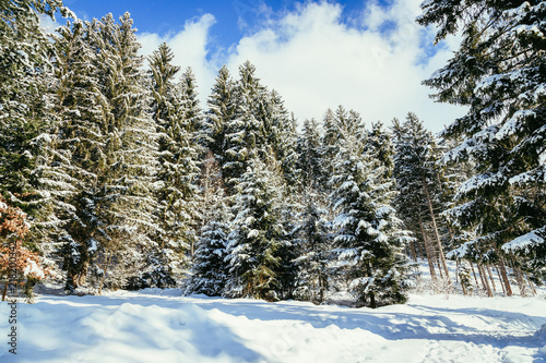 Verschneite Winterlandschaft in den Bergen, schneebedeckte Bäume  © Patrick Daxenbichler