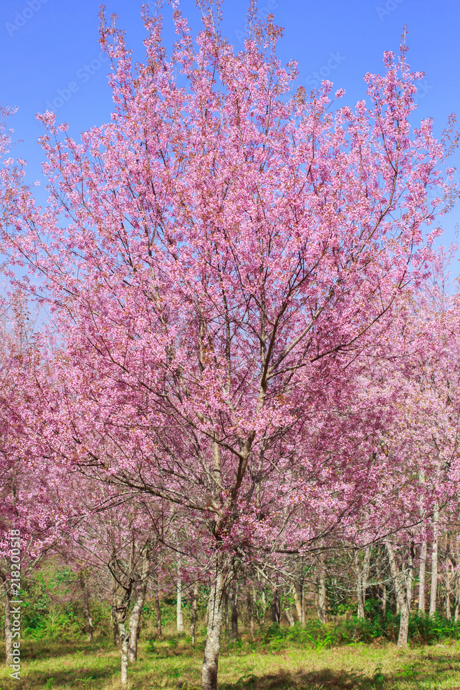 Wild Himalayan Cherry Blossoms in spring season (Prunus cerasoides), Sakura in Thailand, selective focus, Phu Lom Lo, Loei, Thailand. Wild Himalayan Cherry Blossoms in spring season (Prunus cerasoides), Sakura in Thailand, selective focus, Phu Lom Lo, Loei, Thailand.