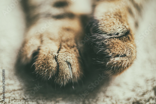 Close up image of beautiful cat paws.Focus on paws.