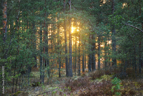 A sunset through the trees in the forest in Latvia. Common forest in Baltic states. photo