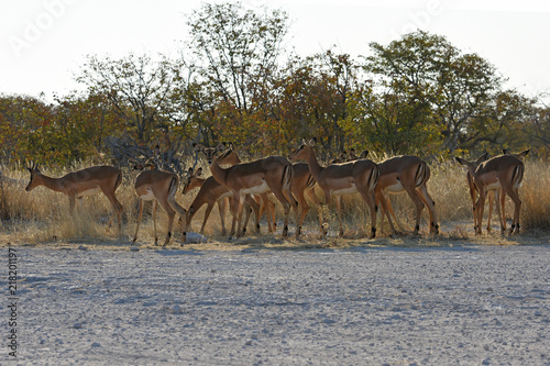 Fototapeta Naklejka Na Ścianę i Meble -  Schwarznasen-Impalas (Aepyceros melampus petersi) im Etosha Nationalpark (Namibia)