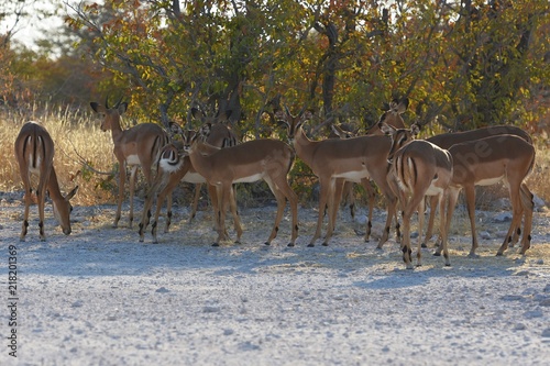 Schwarznasen-Impala (Aepyceros melampus petersi) im Etosha Nationalpark (Namibia)
