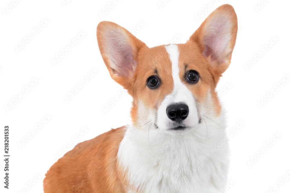 cute puppy corgi face isolated white background