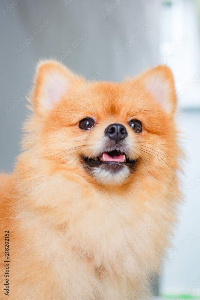 Pomeranian dog smile so cute.