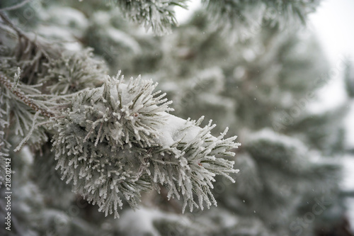 Natural texture of a winter background of Christmas trees. Snow is coming, snow-covered spruce branches © Nelly
