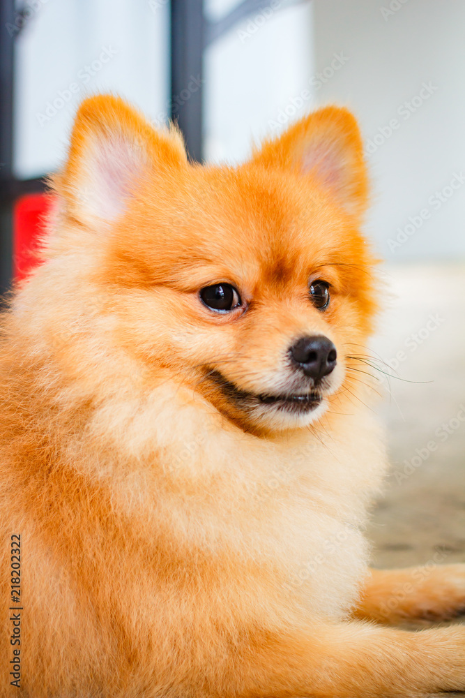 Pomeranian dog smile so cute. Pomeranian dog smile so cute.