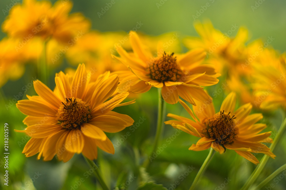 bouquet of bright yellow flowers Heliopsis helianthoides bouquet of bright yellow flowers Heliopsis helianthoides