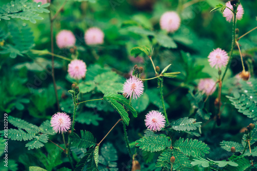 Mimosa plants and flowers in summer after rain photo