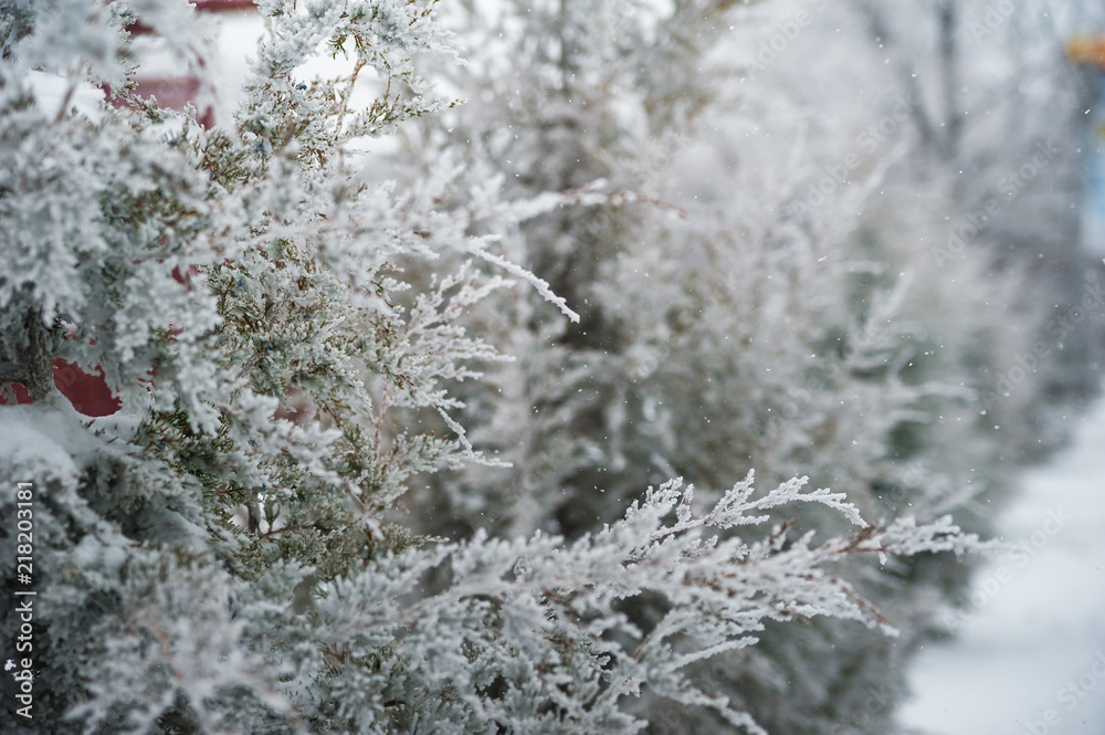 Natural texture of a winter background of Christmas trees. Snow is coming, snow-covered spruce branches