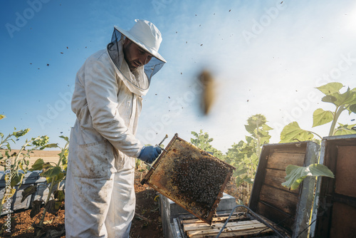 Beekeeper working collect honey photo