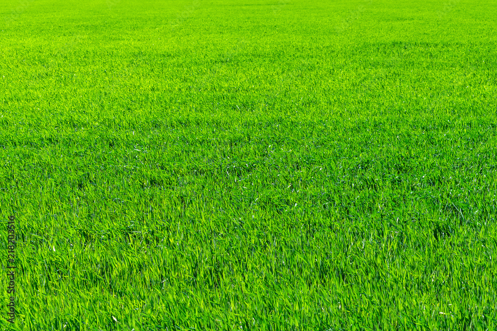 Young wheat field in spring, seedlings growing in a soil. Green wheat field, prouts of wheat. Close up. Selective focus. Agronomic background Young wheat field in spring, seedlings growing in a soil. Green wheat field, prouts of wheat. Close up. Selective focus. Agronomic background