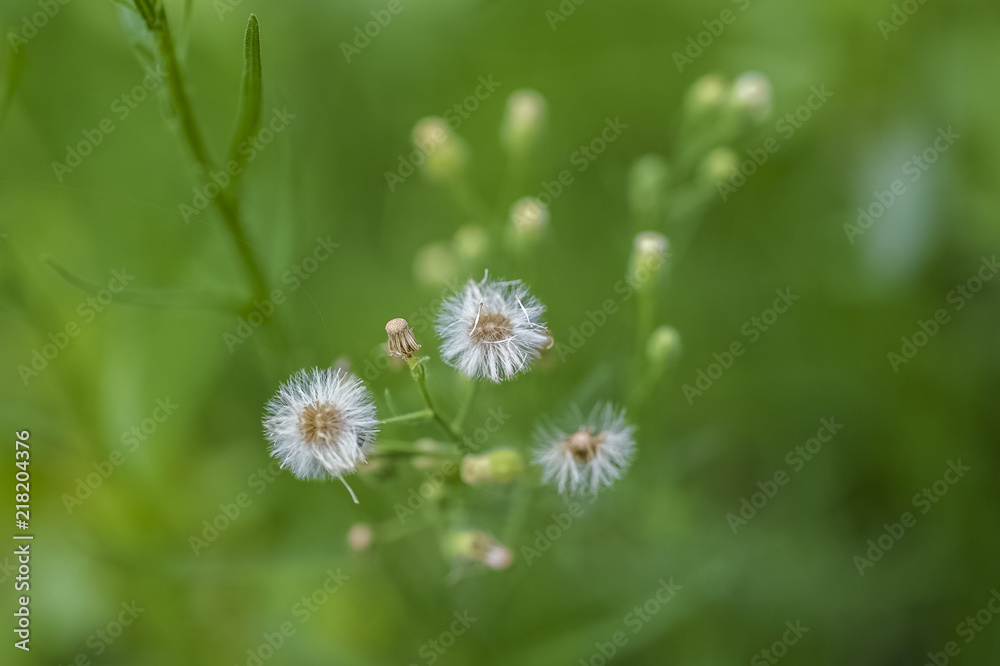 Obraz premium dandelion