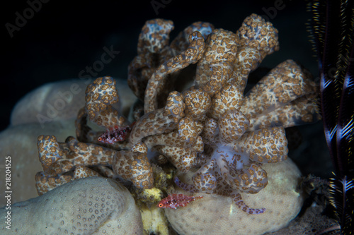 The Solar Powered Nudibranch - Phyllodesmium longicirrum photo