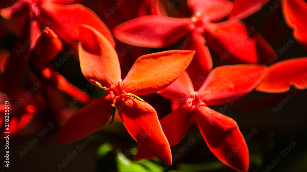 Flower power Flower power