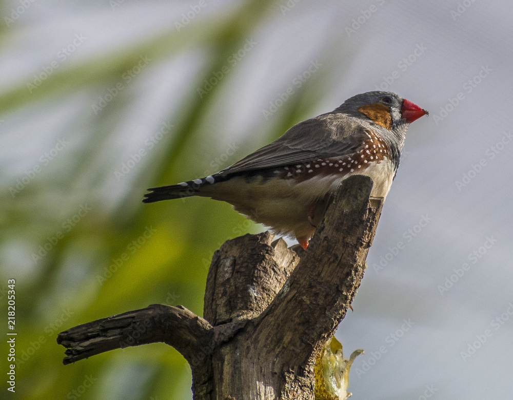 Fototapeta premium Finch