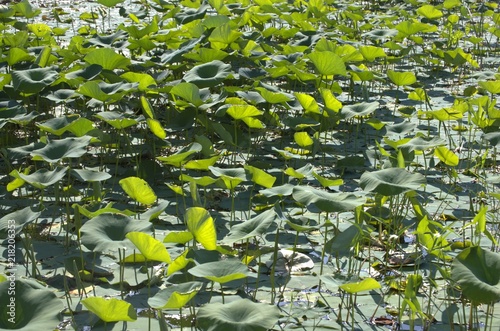 DeSota Wildlife Refuge photo