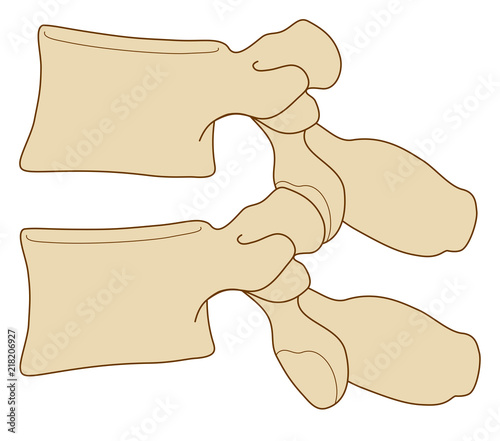 Anatomia vertebre lombari