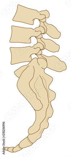 Anatomia vertebre sacrali