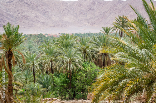 Desert of figuig photo