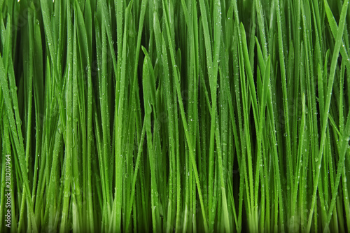 Sprouted wheat grass with drops of water, closeup