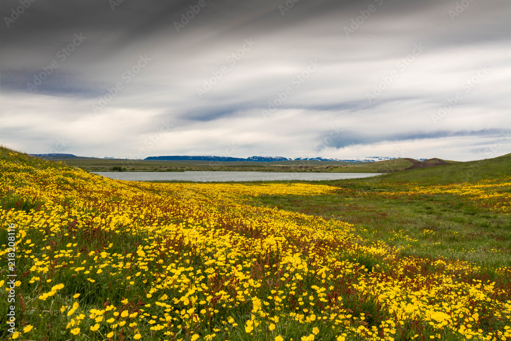Yellow Meadow under a moody sky Yellow Meadow under a moody sky