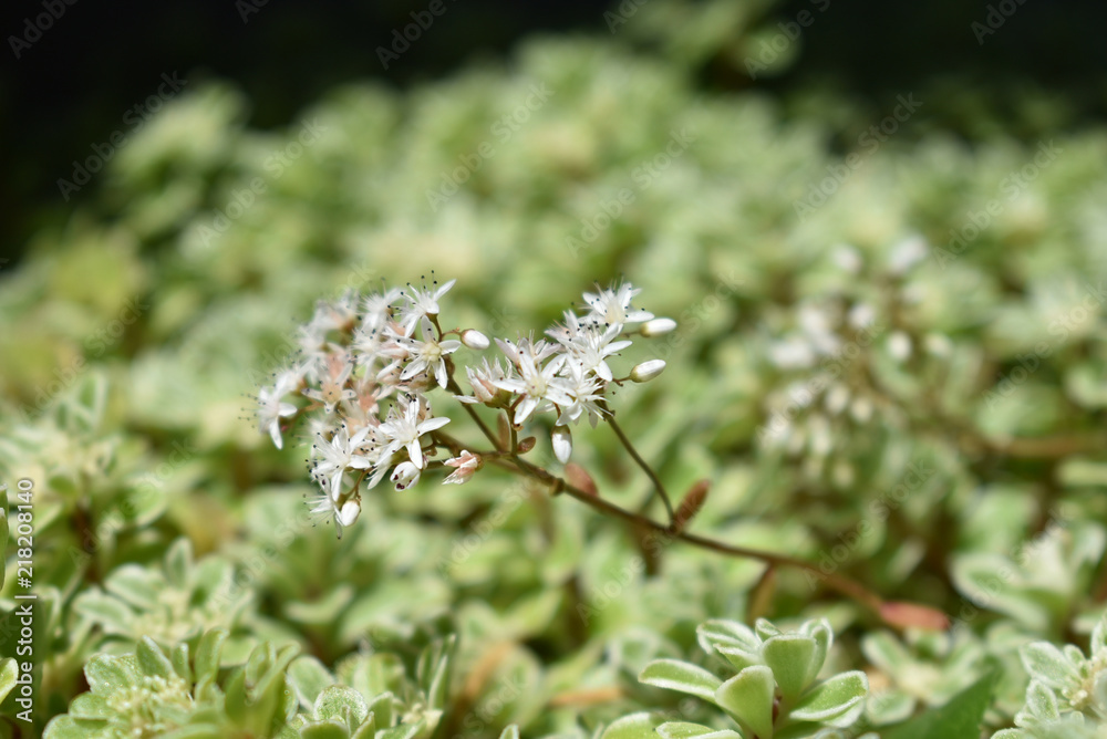 多肉植物　セダム　白花（77）