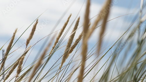 Gras vor Blauen Himmel