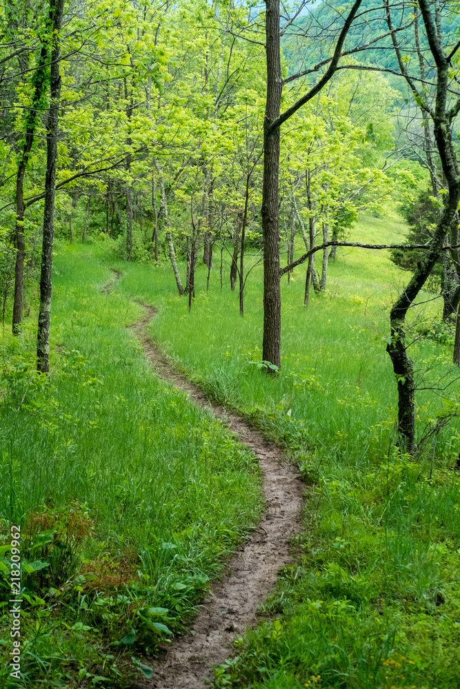 path in the forest in spring on the Appalachian Trail path in the forest in spring on the Appalachian Trail
