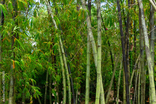 Forest of bamboo  green and black stalks - Florida  USA