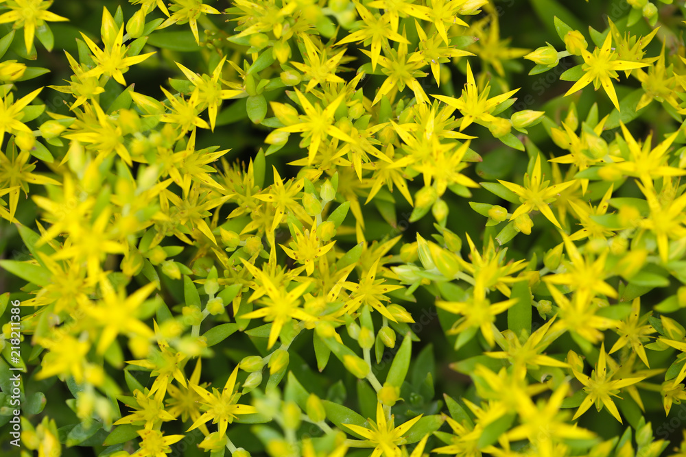 Yellow Flowers Background Yellow Flowers Background